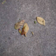 Illustration for article titled Shooting Challenge: Fall Leaves